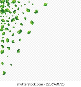 Bosque Verdes Volando Vector Fondo Transparente. Fondo De Foliage Desenfocado. El pantano deja el borde de la mosca. Plantilla de Ecología de Hojas.
