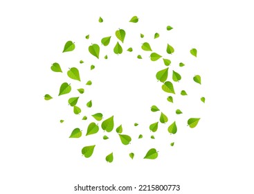 Forest Greens Flying Vector White Background Brochure. Ecology Leaves Border. Lime Leaf Transparent Concept. Foliage Falling Banner.