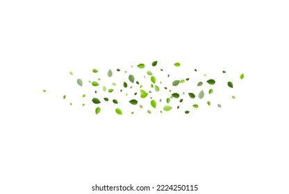 Forest Greens Herbal Vector Plant. Tree Leaf Wallpaper. Grassy Foliage Blur Pattern. Leaves Falling Illustration.