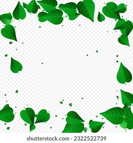 Forest Greens Herbal Vector Transparent Background Plant. Ecology Leaves Illustration. Olive Foliage Tea Wallpaper. Leaf Falling Backdrop.