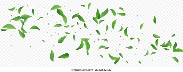 Forest Greens Nature Vector Panoramic Transparent Background Border. Transparent Foliage Brochure. Lime Leaves Fresh Pattern. Leaf Organic Illustration.