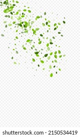 Forest Greens Nature Vector Transparent Background. Tea Leaves Wallpaper. Mint Leaf Swirl Branch. Foliage Flying Concept.