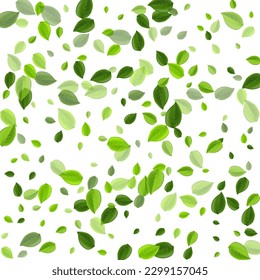 Forest Greens Organic Vector Border. Nature Leaf Brochure. Grassy Foliage Tree Template. Leaves Wind Background.