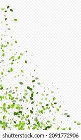 Forest Greens Organic Vector Transparent Background. Flying Leaves Concept. Grassy Foliage Forest Border. Leaf Fresh Banner.