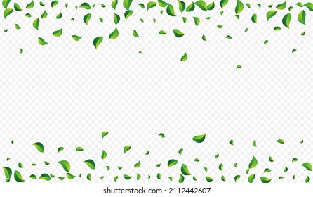 Forest Greens Organic Vector Transparent Background. Nature Foliage Concept. Mint Leaf Wind Brochure. Leaves Herbal Banner.