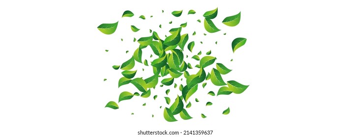 Forest Greens Spring Vector Panoramic White Background. Fresh Leaf Pattern. Green Foliage Flying Brochure. Leaves Transparent Design.