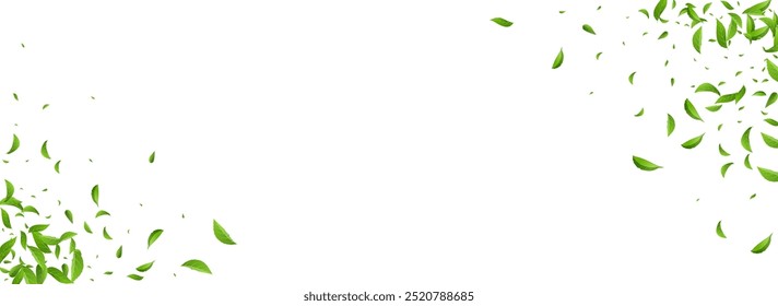 Forest Greens Spring Vector Panoramic White Background Concept. Forest Leaves Branch. Grassy Leaf Swirl Design. Foliage Realistic Pattern.