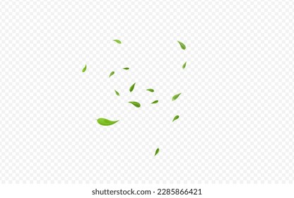 Ilustración del fondo transparente del vector de primavera de los bosques. Patrón de follaje herbal. Rama Forestal de Hojas de Oliva. Papel De Fondo De Pantalla Resumen De Hoja.