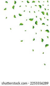 Forest Greens Swirl Vector White Background. Organic Foliage Brochure. Lime Leaves Realistic Template. Leaf Tree Branch.