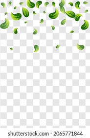 Forest Greens Transparent Vector Transparent Background Branch. Tree Leaves Banner. Green Leaf Herbal Pattern. Foliage Nature Concept.