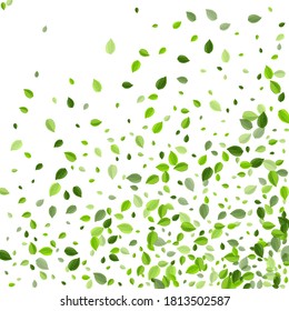 Forest Greens Transparent Vector Plant. Herbal Leaf Pattern. Grassy Leaves Falling Wallpaper. Foliage Organic Branch.