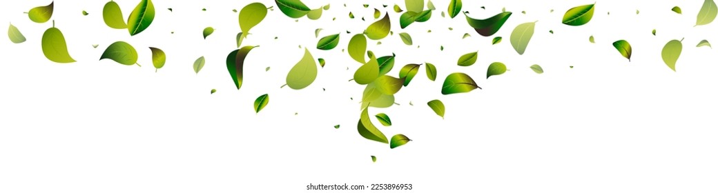 Forest Greens Transparent White Panoramic Vector Background Backdrop. Tea Leaves Brochure. Olive Leaf Swirl Branch. Foliage Nature Banner.