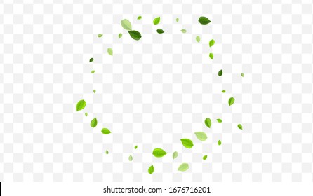 Forest Greens Vector Banner. Green Leaves Spring Plant. Transparent Concept. Olive Leaf Nature Poster.