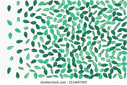 Forest Greens Forest Vector Transparent Background Plant. Swirl Leaves Design. Grassy Leaf Wind Banner. Foliage Flying Template.