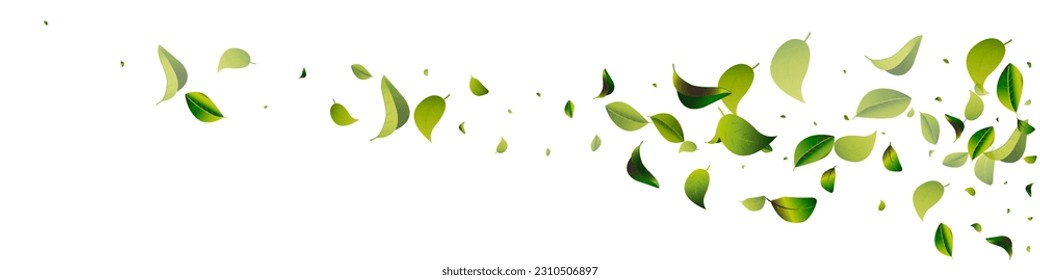 Forest Greens Forest White Panoramic Vector Background Template. Motion Leaves Design. Lime Foliage Flying Branch. Leaf Ecology Illustration.