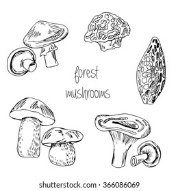 Forest hand drawn edible mushrooms
