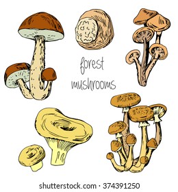 Forest hand drawn edible mushrooms