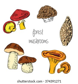 Forest hand drawn edible mushrooms