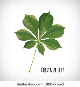 Forest hand drawn green chestnut leaf. Hello Autumn concept. Lettering Chestnut Leaf. Element for autumn design. Vector illustration.