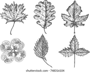 Forest hand drawn vector simple sketch leaves set: maple, oak,fig, four-leaf clover, elm. All elements isolated on white.