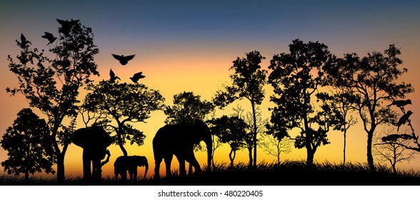 Forest landscape background with tree silhouettes .