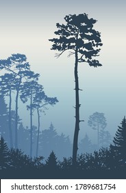 Forest landscape background. Trees pines at dawn. Nature.  Tourism and travelling. Coniferous forest, vector silhouette. Natural background, banner, poster with plants.