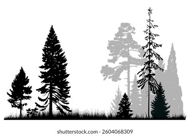 Forest landscape, pine tree silhouettes. Vector illustration.