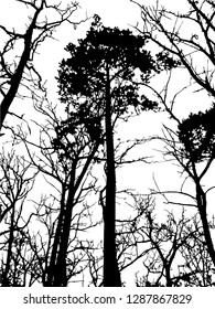 Forest landscape, a lot of trees of different sizes and shapes. Tall pine in the park. Vector illustration of forest and forest crap. Very tall trees in whipping.