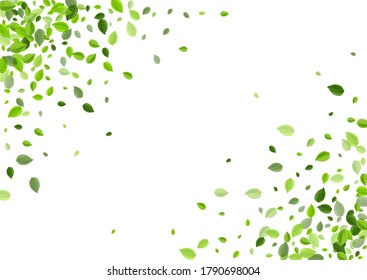 Forest Leaf Abstract Vector Plant. Tree Foliage Background. Olive Greens Fly Border. Leaves Flying Poster.