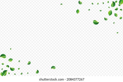 Forest Leaf Ecology Vector Transparent Background. Abstract Greens Plant. Lime Foliage Tree Banner. Leaves Blur Wallpaper.