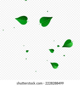 Forest Leaf Falling Vector Transparent Background Template. Tea Greens Poster. Swamp Leaves Swirl Concept. Foliage Herbal Plant.
