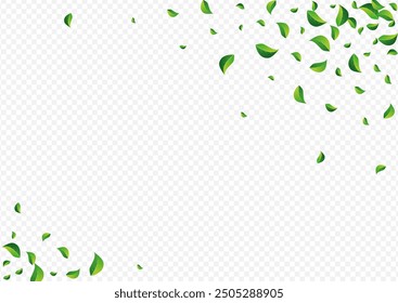 Forest Leaf Falling Vector Transparent Background. Forest Greens Border. Mint Leaves Transparent Plant. Foliage Flying Backdrop.