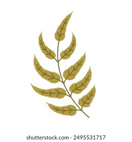 Forest leaf. Fern isolated on white background. Autumn leaves. Fall season