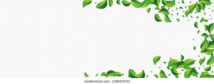 Forest Leaf Fresh Vector Panoramic Transparent Background. Motion Foliage Concept. Grassy Greens Transparent Pattern. Leaves Tea Brochure.