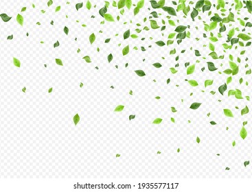 Forest Leaf Fresh Vector Transparent Background Wallpaper. Blur Foliage Backdrop. Green Greenery Swirl Banner. Leaves Motion Illustration.