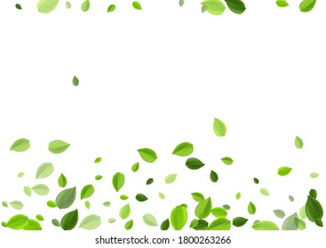 Forest Leaf Herbal Vector Poster. Fresh Leaves Illustration. Olive Greens Motion Wallpaper. Foliage Swirl Plant.