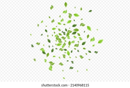Forest Leaf Herbal Vector Transparent Background Poster. Organic Leaves Backdrop. Olive Greenery Swirl Brochure. Foliage Abstract Border.