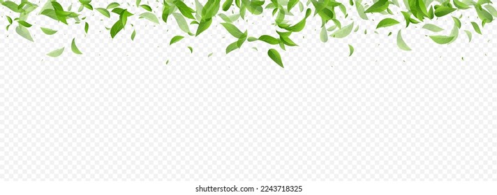 Forest Leaf Motion Vector Panoramic Transparent Background Poster. Organic Foliage Concept. Mint Leaves Ecology Pattern. Greens Fresh Illustration.