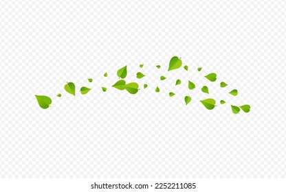Forest Leaf Motion Vector Transparent Background Branch. Herbal Foliage Banner. Green Leaves Falling Template. Greens Spring Illustration.