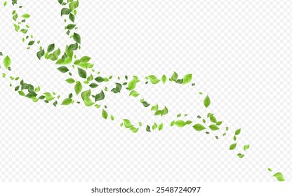 Forest Leaf Motion Vector Transparent Background Wallpaper. Fresh Leaves Brochure. Olive Foliage Flying Template. Greenery Herbal Design.