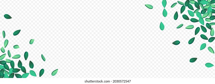 Forest Leaf Organic Vector Panoramic Transparent Background Backdrop. Blur Foliage Banner. Olive Leaves Ecology Concept. Greens Flying Template.