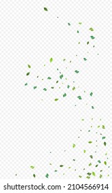Forest Leaf Organic Vector Transparent Background. Wind Foliage Plant. Lime Leaves Spring Pattern. Greens Nature Poster.