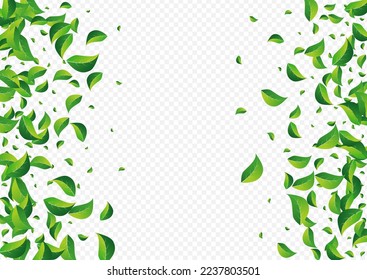 Forest Leaf Organic Vector Transparent Background. Ecology Foliage Design. Green Leaves Fresh Banner. Greens Swirl Wallpaper.