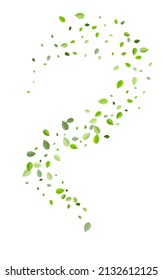 Forest Leaf Organic Vector White Background. Flying Leaves Brochure. Grassy Greens Fly Border. Foliage Tea Poster.