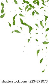 Forest Leaf Organic Vector White Background Poster. Fly Foliage Illustration. Green Greens Tree Pattern. Leaves Herbal Branch. - Shutterstock ID 2234291073