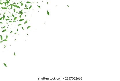 Forest Leaf Organic Vector White Background Brochure. Spring Foliage Design. Lime Leaves Tree Backdrop. Greens Motion Poster.