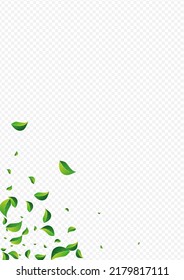 Forest Leaf Realistic Vector Transparent Background. Motion Foliage Concept. Olive Leaves Fly Plant. Greens Tree Poster.