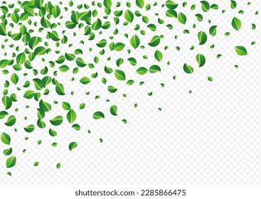 Forest Leaf Realistic Vector Transparent Background. Nature Greens Pattern. Green Foliage Flying Illustration. Leaves Spring Poster.