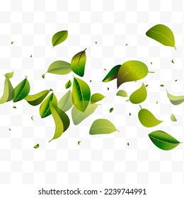 Forest Leaf Realistic White Transparent Vector Background Branch. Nature Greens Backdrop. Swamp Foliage Flying Template. Leaves Ecology Illustration.