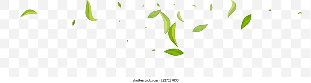 Forest Leaf Spring Vector Transparent Panoramic Background Brochure. Blur Foliage Template. Lime Leaves Abstract Branch. Greens Wind Backdrop.